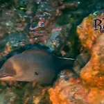 Azul De Eden Apartmán *